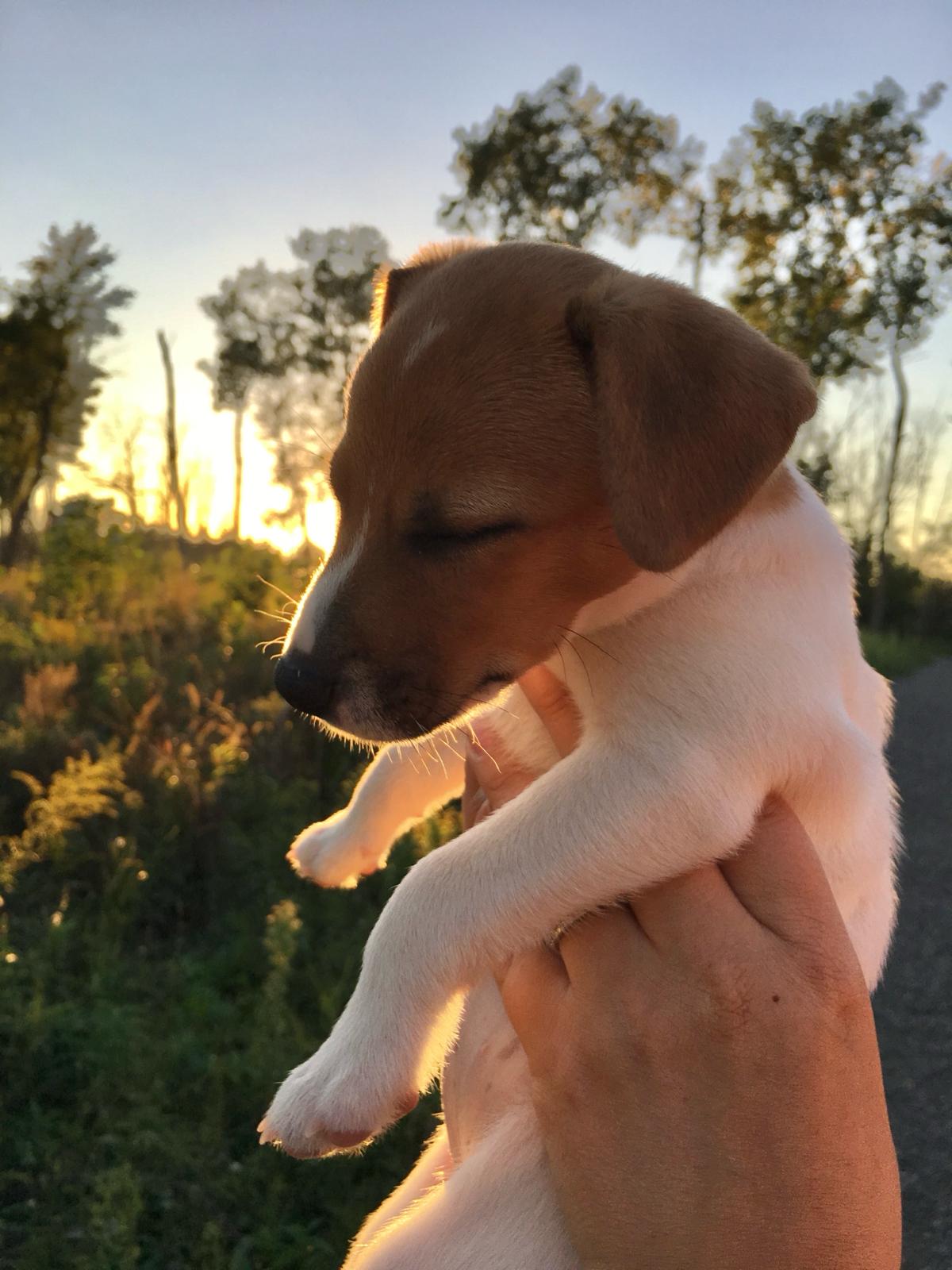 Mollie - The Energetic